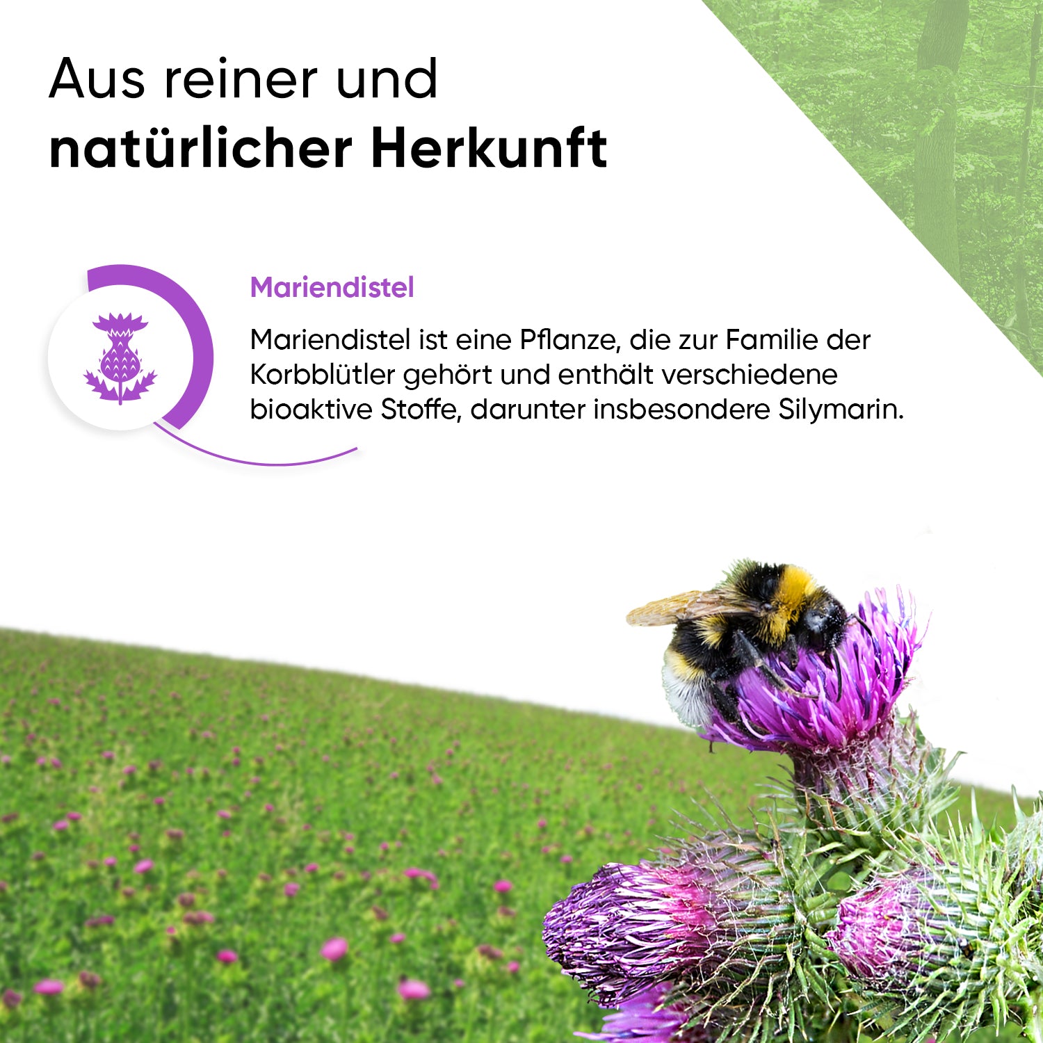 Mariendistel 240 Kapseln