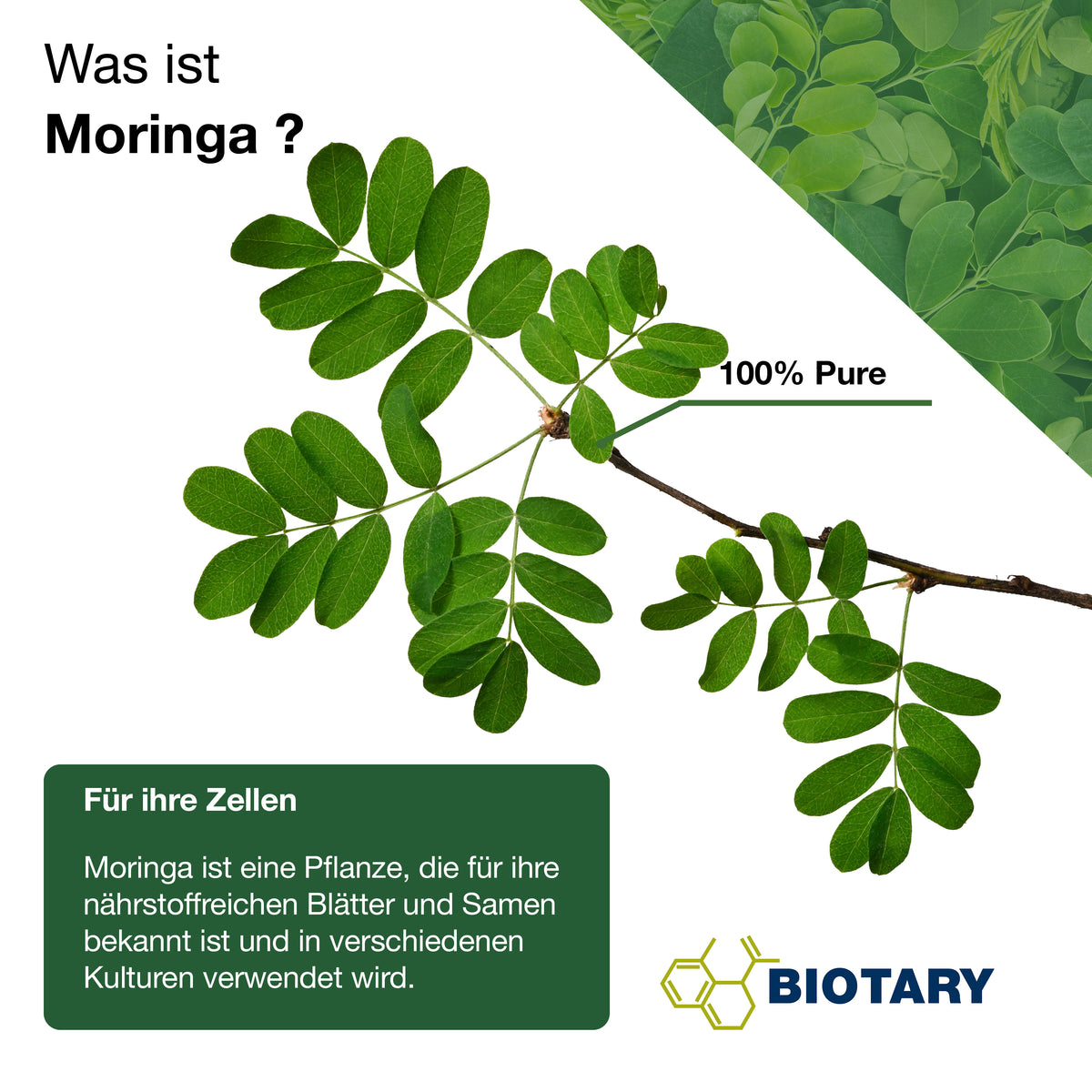 Moringa Oleifera – 300 capsule