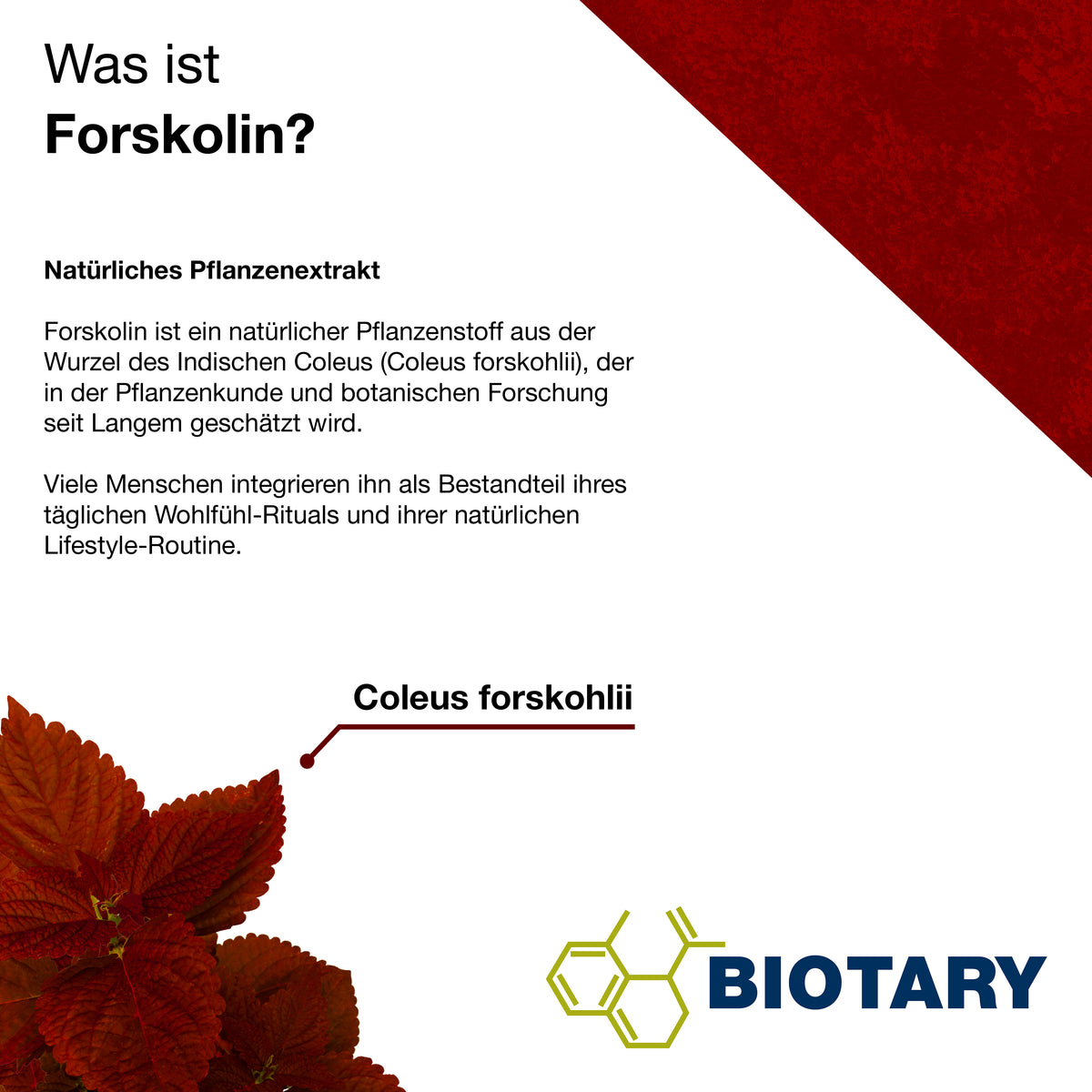 Ekstrakt forskoliny – 120 kapsułek